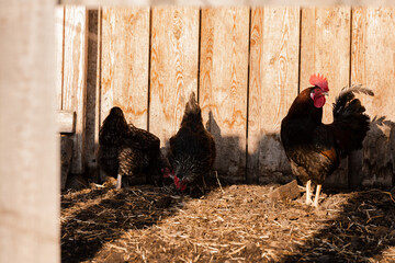 Portrait of golden phoenix cock with group of domestic hens feeding on the farm. Chickens with...