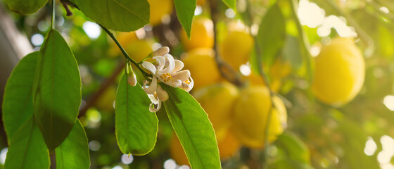 Green trees with ripe yellow lemons and flowers