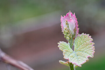 Close up of a grapevine after bud break with flowers forming
