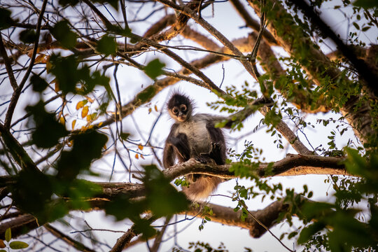 Wild spider monkey in the jungle sitting on a tree. Spider monkey closeup. 