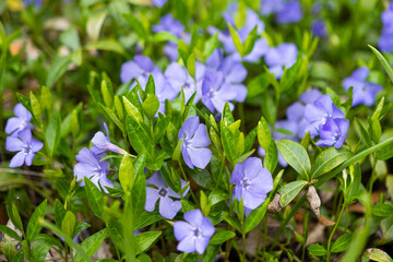periwinkle flowers growing