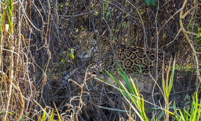 Wild Jaguar behind plants in riverbank, Pantanal, Brazil