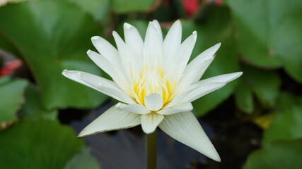 white water lily