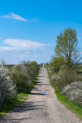 Fototapeta na wymiar rural road in spring on a sunny day