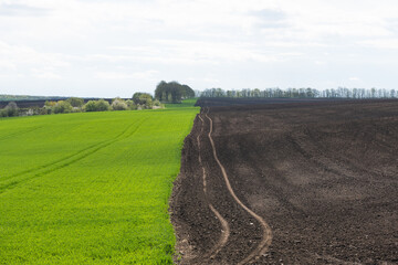 Fototapeta na wymiar spring field with winter wheat and plowed field
