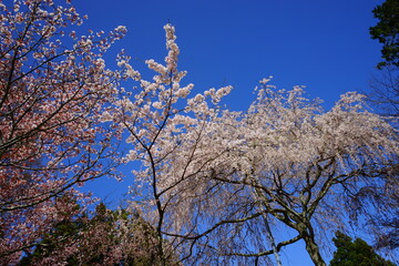 Yoshinoyama sakura cherry blossom during spring. Mount Yoshino in Nara Prefecture, Japan's most famous cherry blossom viewing spot - 日本 奈良 吉野山の千本桜