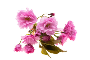 sakura flower isolated