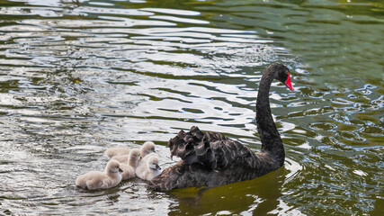 Goose family in the pool