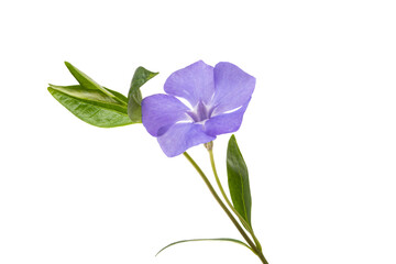 beautiful flowers periwinkle isolated
