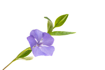 beautiful flowers periwinkle isolated