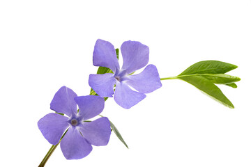 beautiful flowers periwinkle isolated