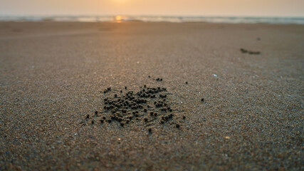 Many sand balls around the crab hole on the beach when sunset