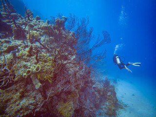 Diver swimming next to a colourful reef. Chinchorro diving. 