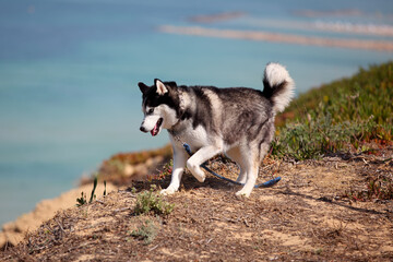 Siberian Husky dog escapes from an owner.