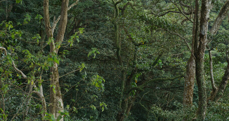 Obraz premium Green forest on the mountain
