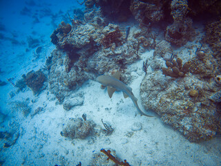 Close up of a chinchorro. Blue water. shark. Chinchorro shark