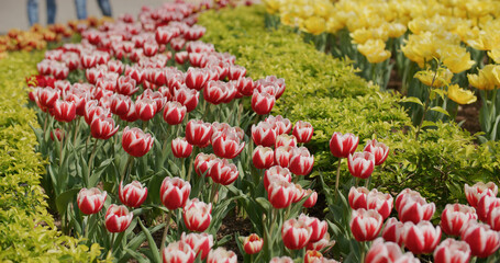 Red and yellow tulip flower garden park
