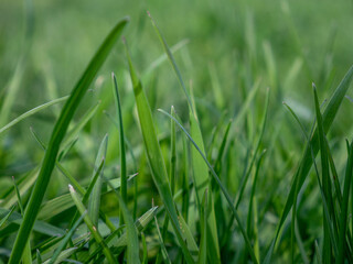 Blurred Fresh green grass close-up on the lawn. View from the bottom of the grass. Summer.