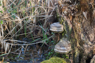 Fomes fomentarius  tinder fungus on fallen tree