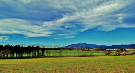 Obraz premium road in a field landscape