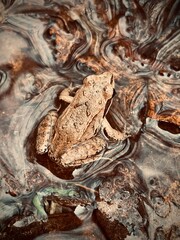 frog on the ground