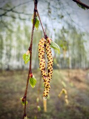 flowers on a branch