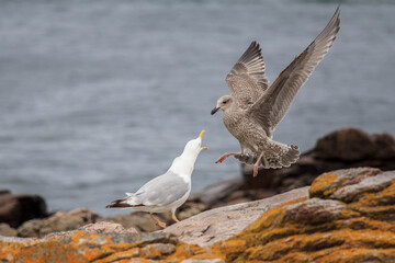 seagulls in fight