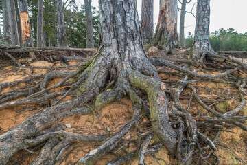 Exposed tree roots