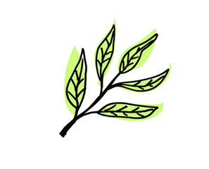 Olive Leaves. Hand drawn illustration. Vector outline