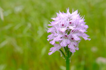 wild orchid, orchis tridentata