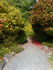 Trail in the garden between two large camellia bushes with red flowers 