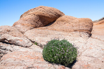 Teneriffa, Teide, Felsen, Lava, Vulkan, 