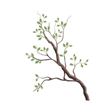 Tree branch vector image, nature illustration hand drawn style.