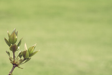 Zweig eines Fliederbaumes