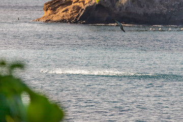 School of fish,  Saint Vincent and the Grenadines