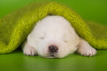 White small Samoyed puppy dog on green background