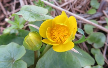 Yellow caltha flowers in the garden in spring, closeup