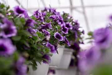 Agriculture, garden and greenhouse, beautiful plants indoor