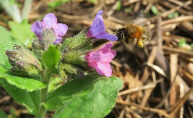 Bee flies to lungwort flowers in spring, closeup