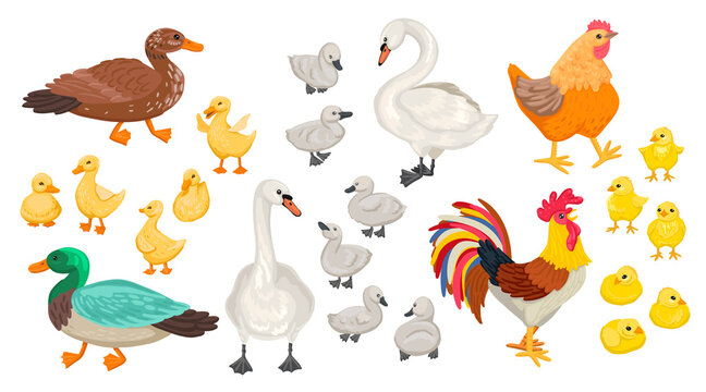 Set of different domestic birds. Geese, chickens, swans. Cubs and adults. Rooster, ducklings, and others. Vector flat illustration.