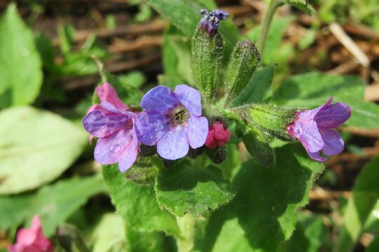 Beautiful colorful lungwort flowers in the garden in spring, closeup