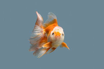 Goldfish on a color background. Close-Up Of Goldfish.	