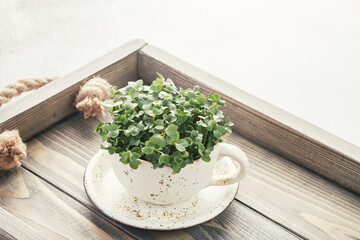 Fresh organic microgreens in a white ceramic cup. Healthy and vegan food