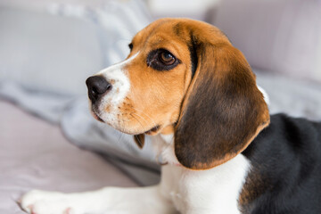 A Beautiful Beagle Dog Portrait