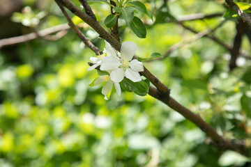 flowering tree branch