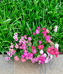 Colorful fragrant dianthus carnations blooming in lawn.