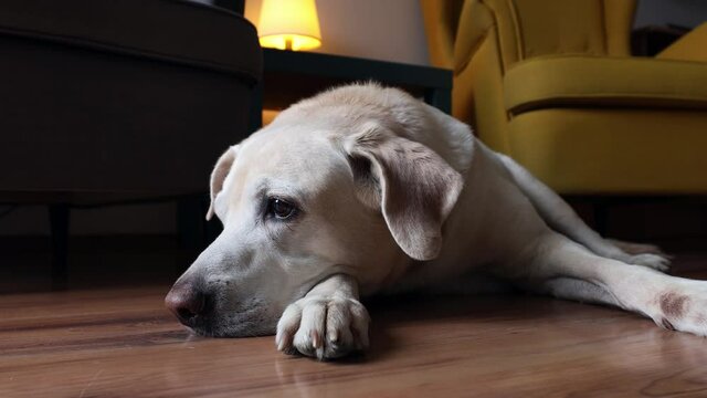 Sad dog lying down and waiting for his owner. Labrador retriever relaxing at home.