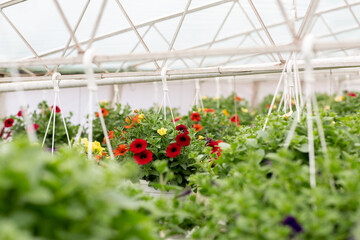 Cultivated plants, greenhouses for growing flowers. Floriculture industry