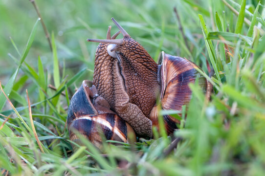 Two snails Helix pomatia mate for procreation on a summer morning