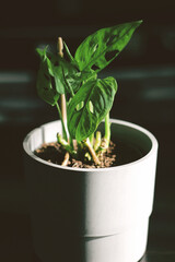 Monstera Monkey Mask Adansona in a modern grey pot dark home background